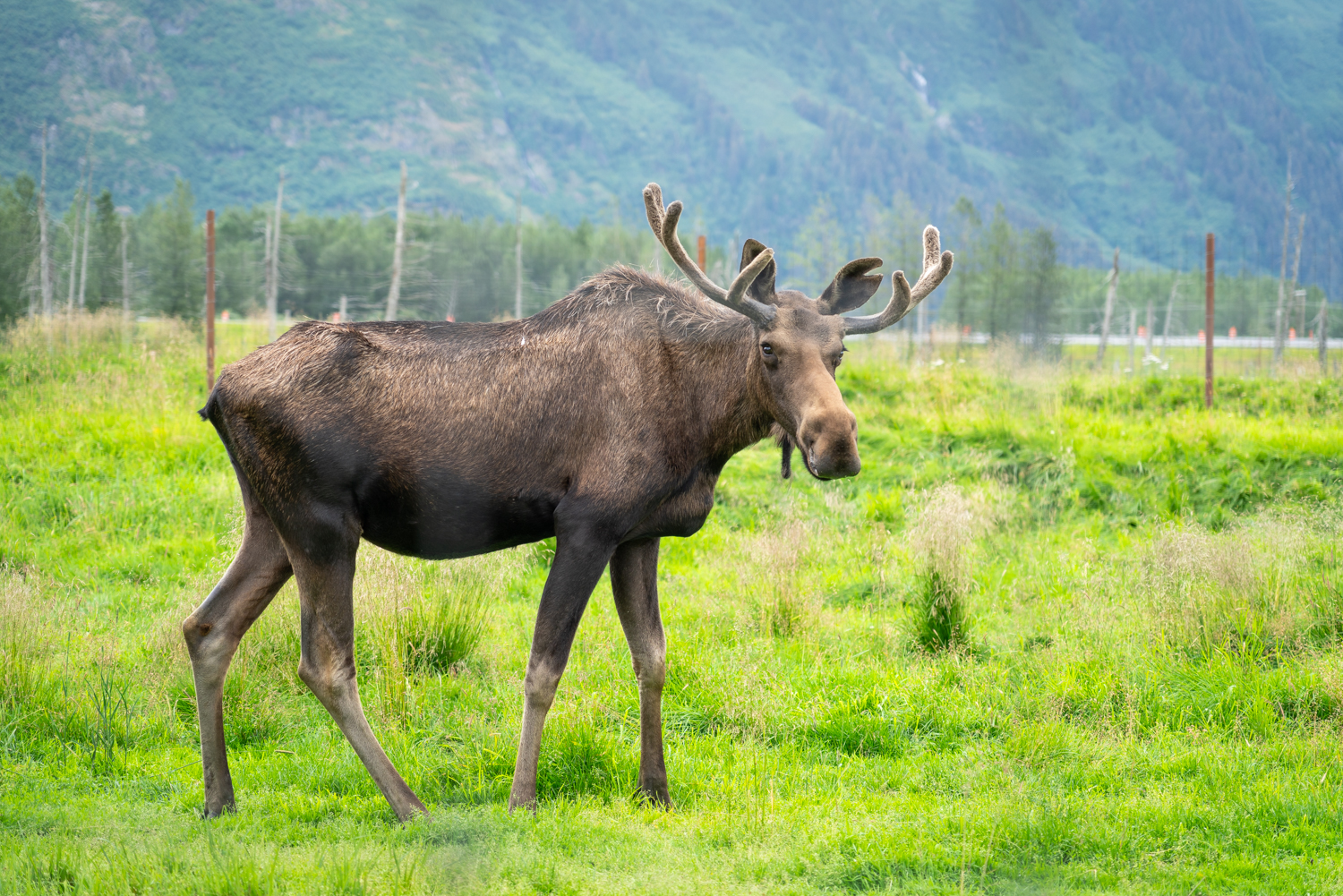 Moose in Alaska