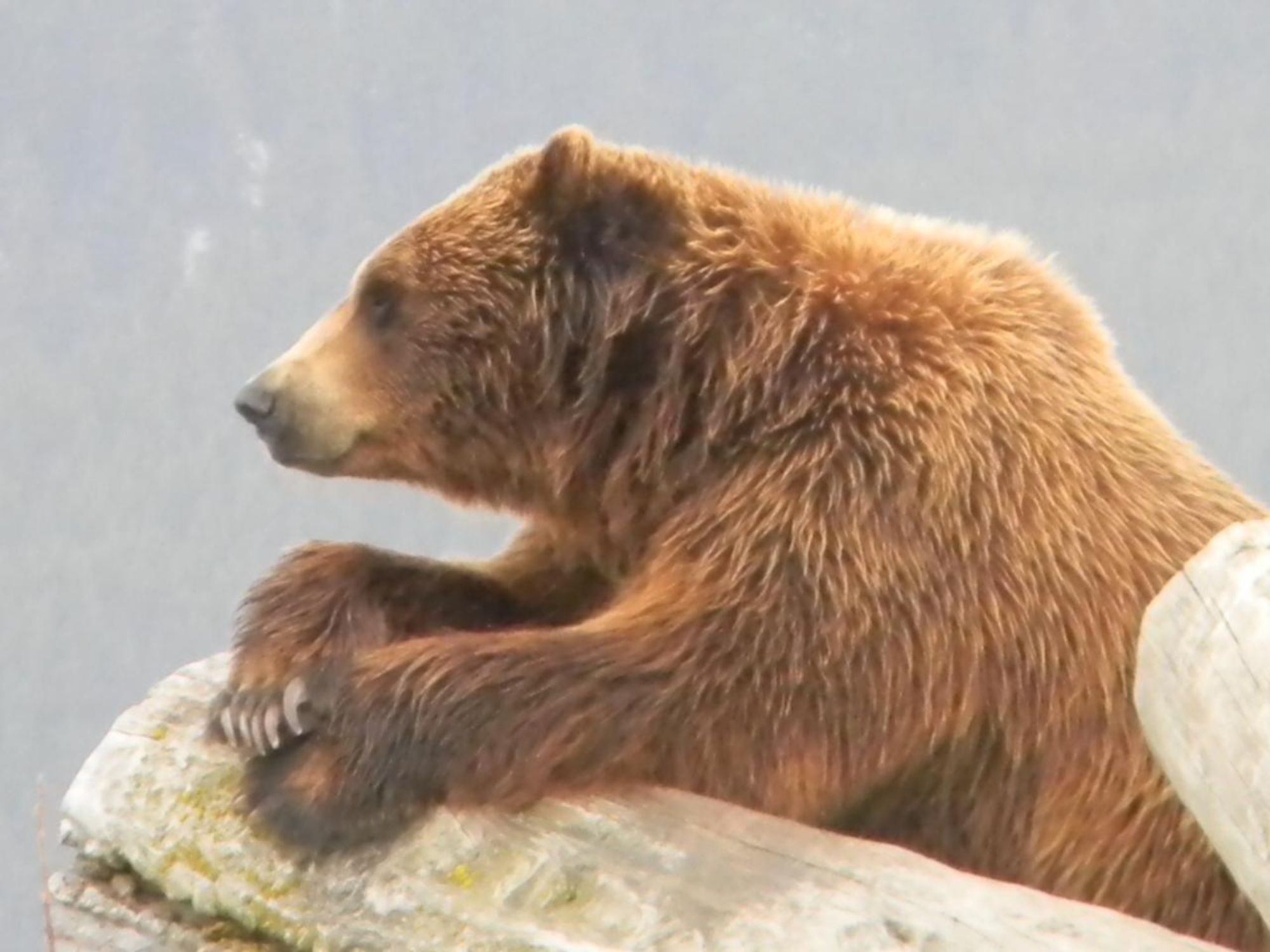 anchorage to whittier cruise transfer bear seen