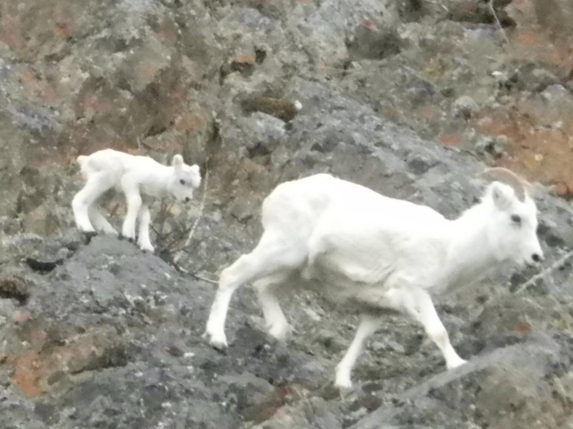 anchorage to whittier cruise transfer dall sheep seen
