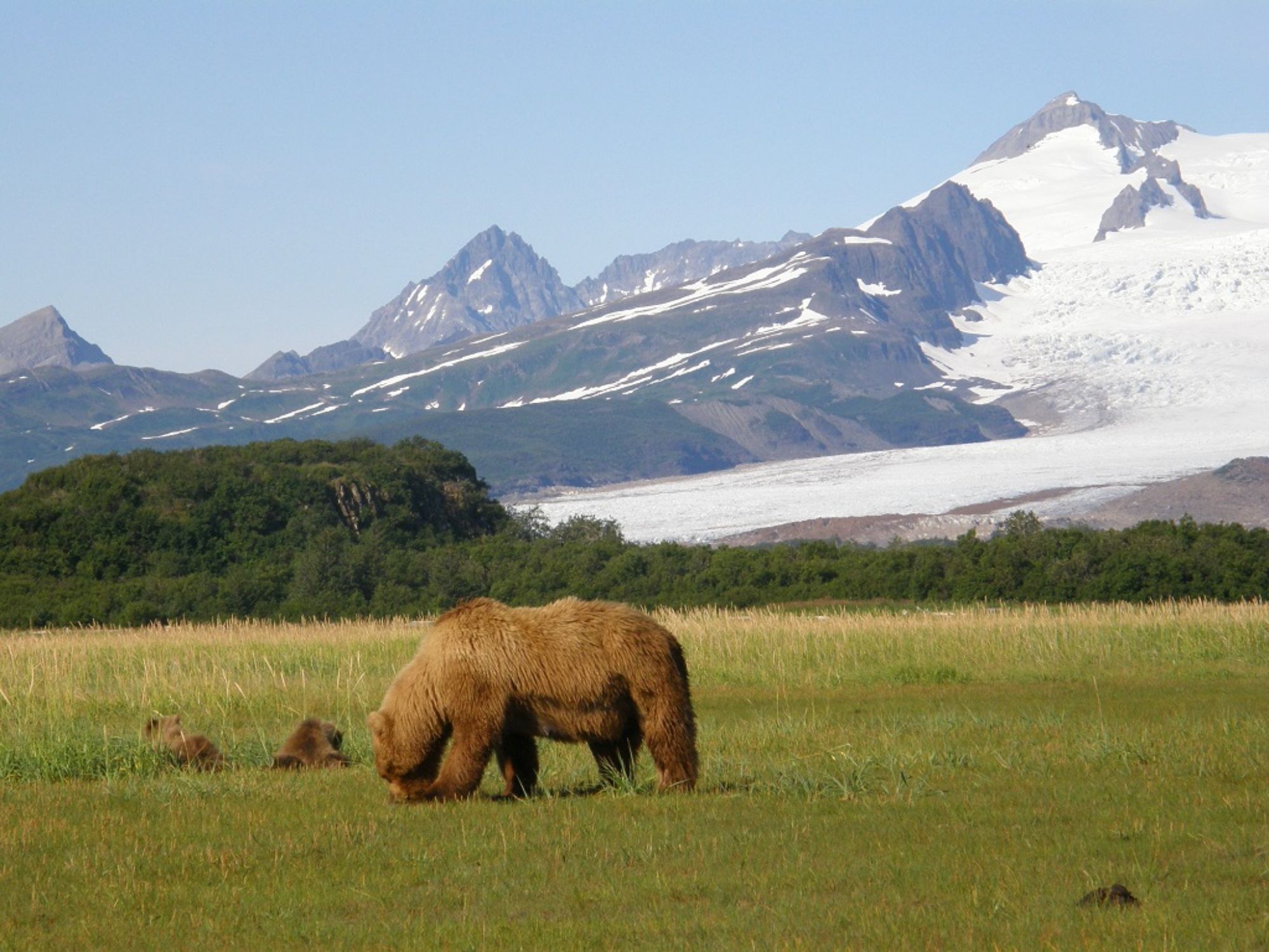 alaska summer tours