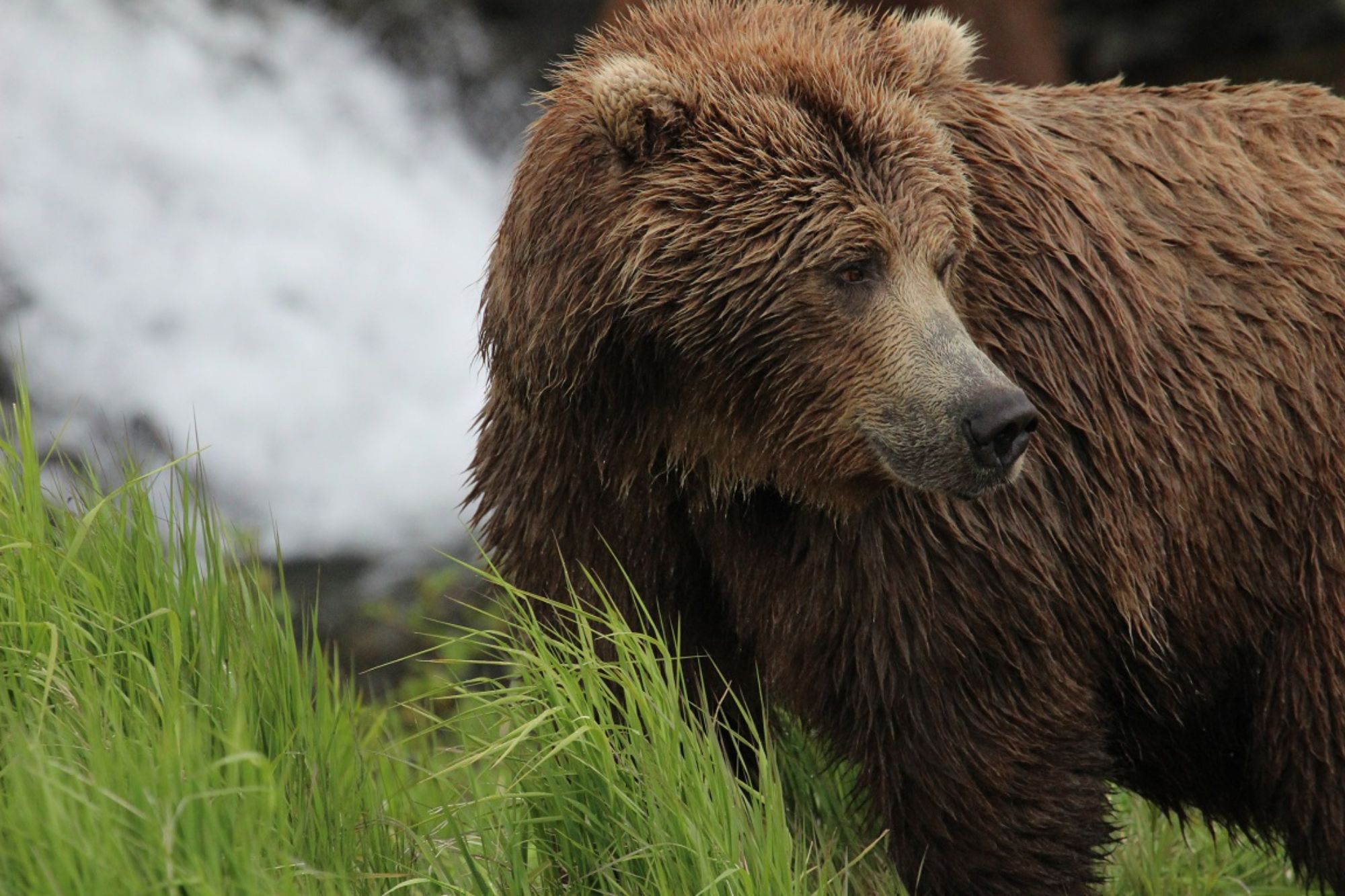 bear seen during chinitna bay bear viewing