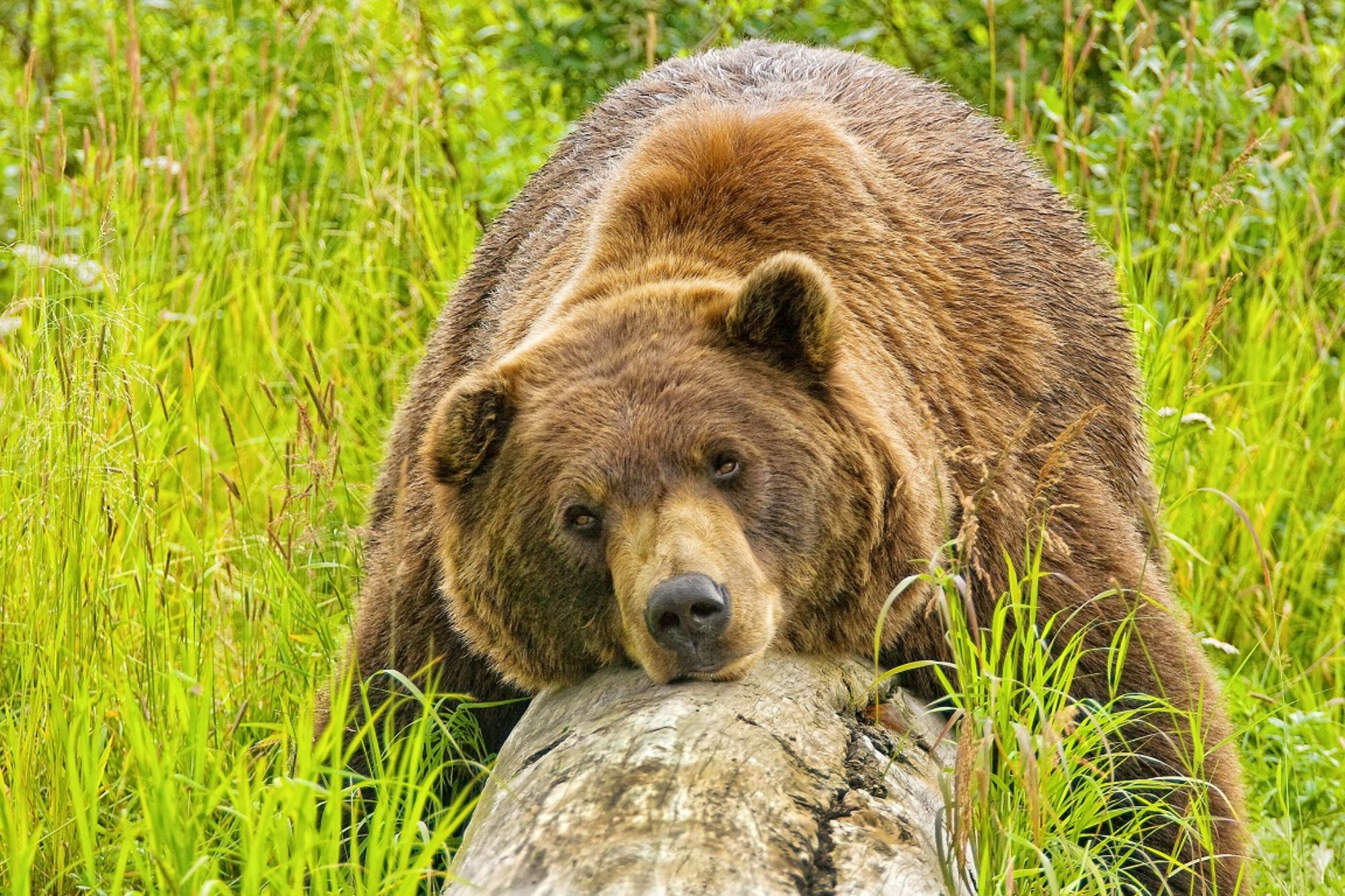 bear seen during turnagain arm tour