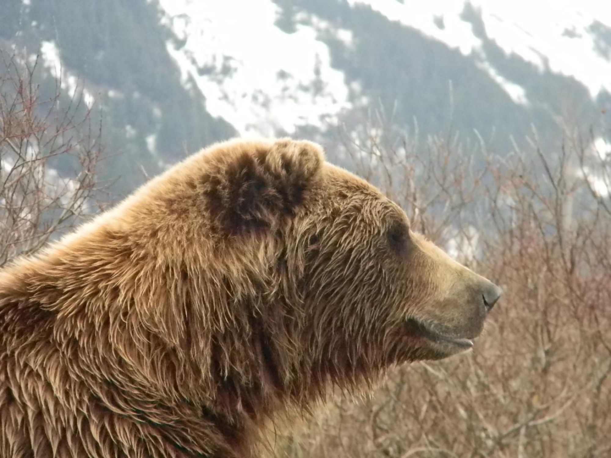 bear seen during whittier to anchorage transfer