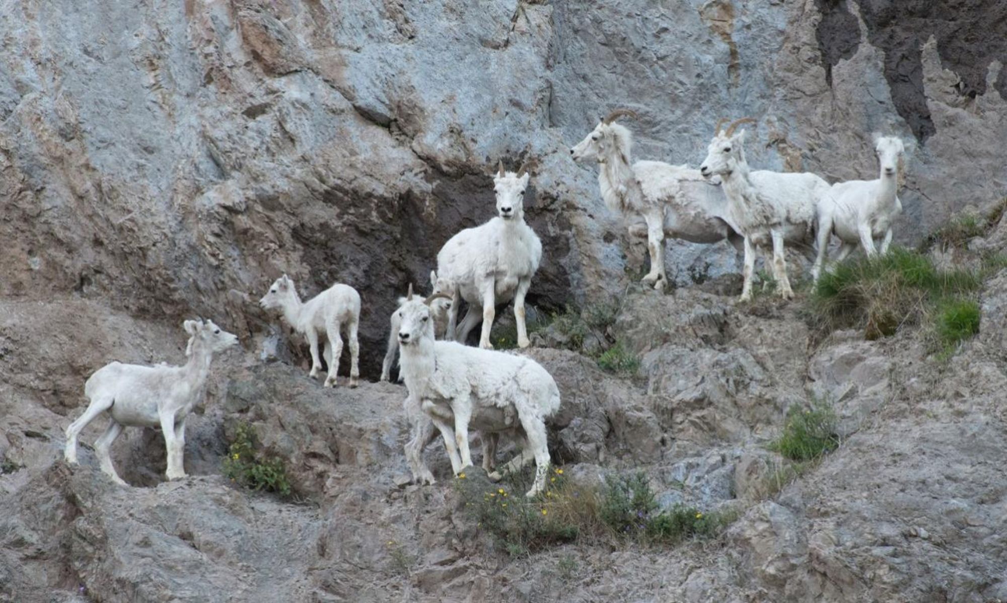 dall sheep family on alaska tour