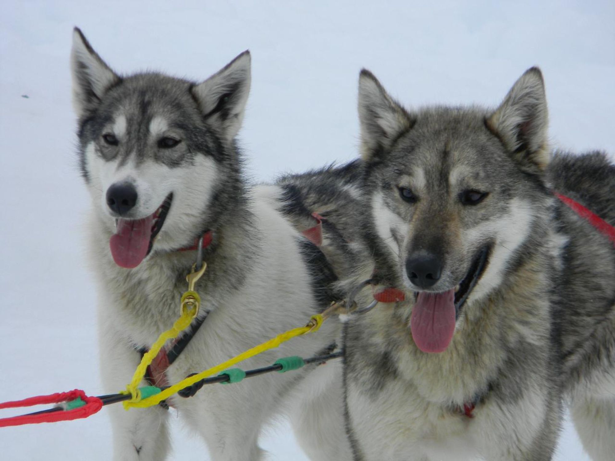 glacier dog sledding alaska panting dogs