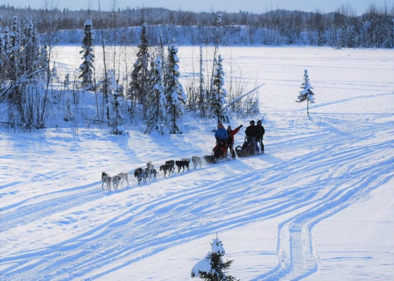 Anchorage Dog Sledding Tours Greatland Adventures