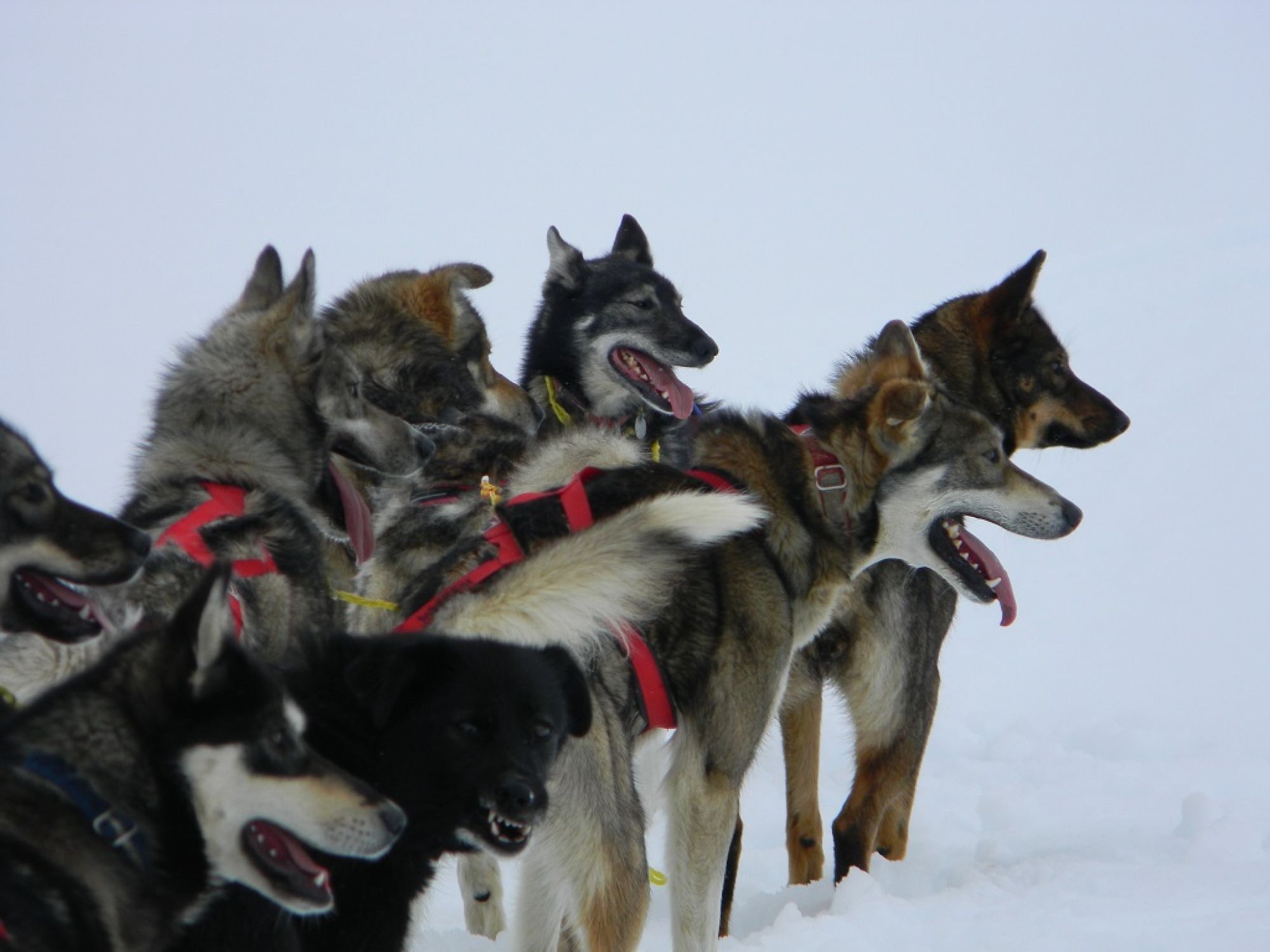 Dogs ready to pull sled dog mushing anchorage