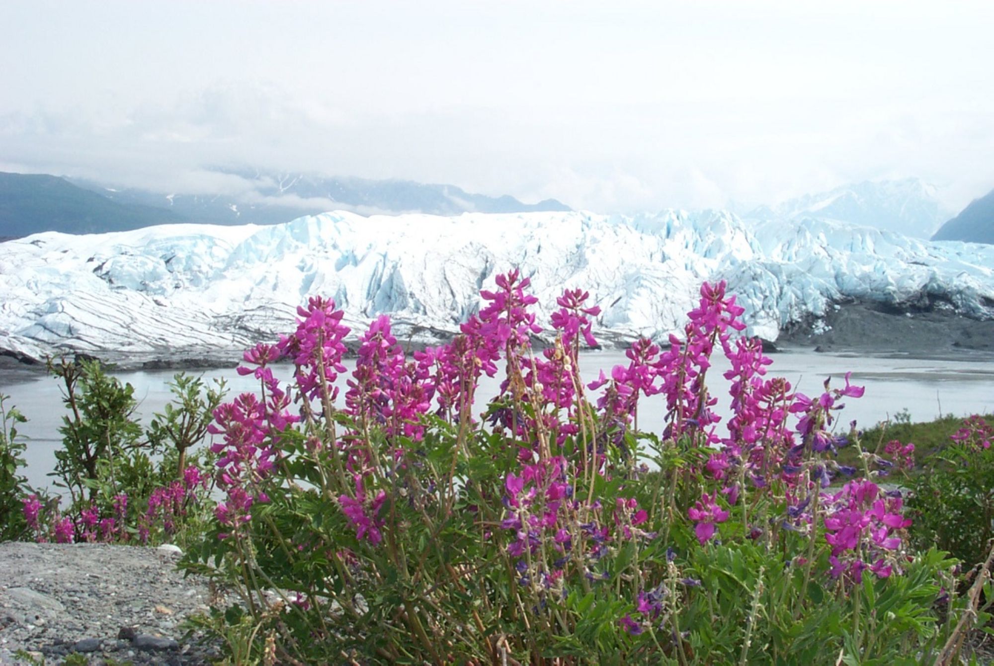 Flowers on matanuska glacier tour