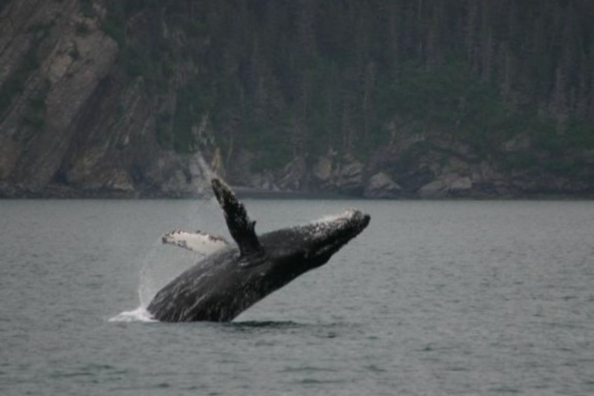 Humpback whale prince william sound cruise