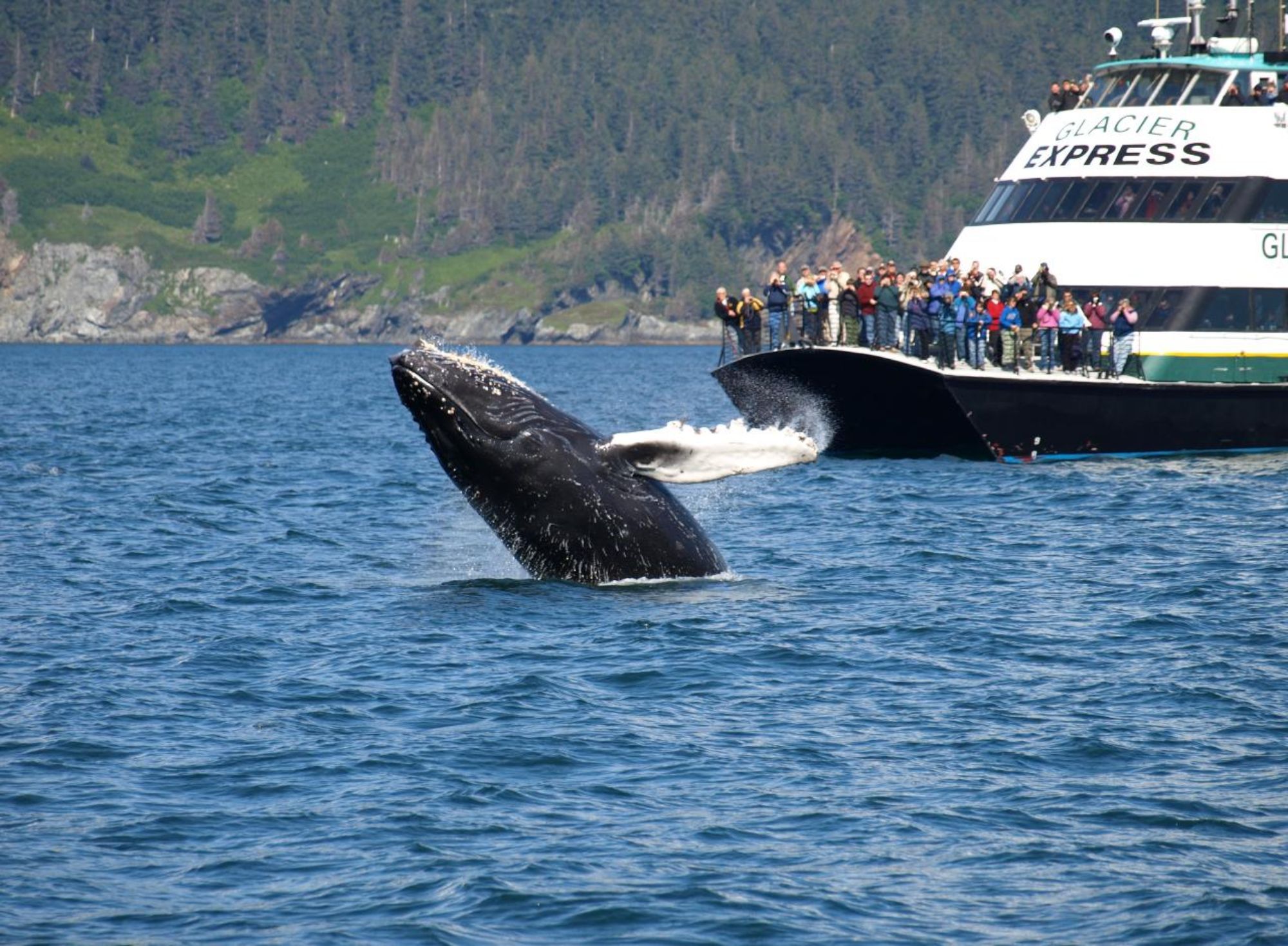 kenai fjords tours humpback whale