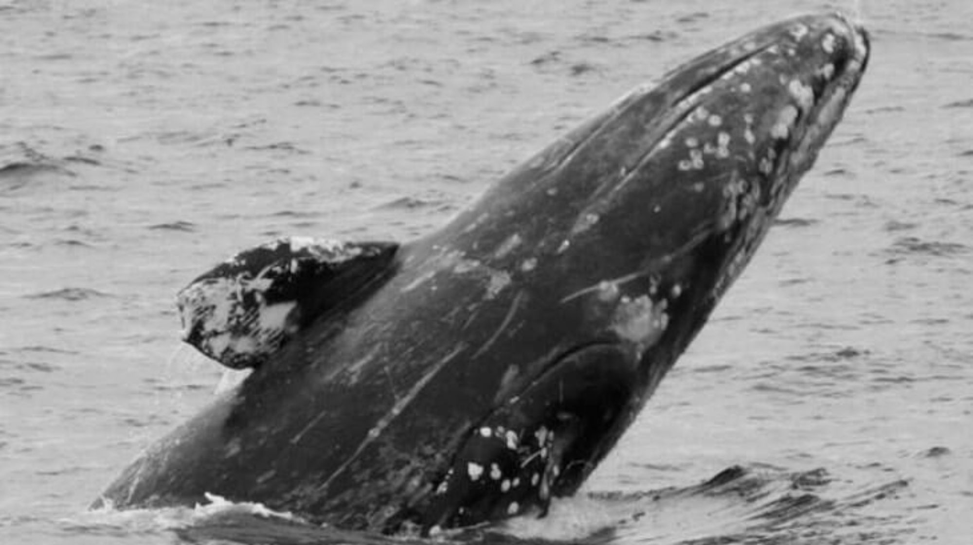 kenai fjords whale watching tour