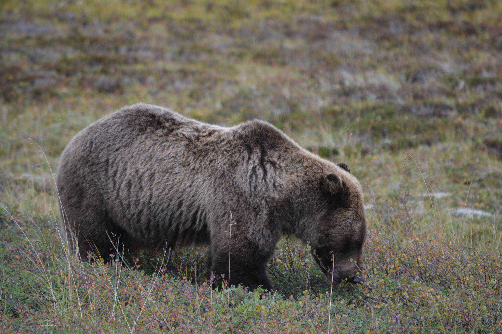 lake clark bear viewing bear walking and eating