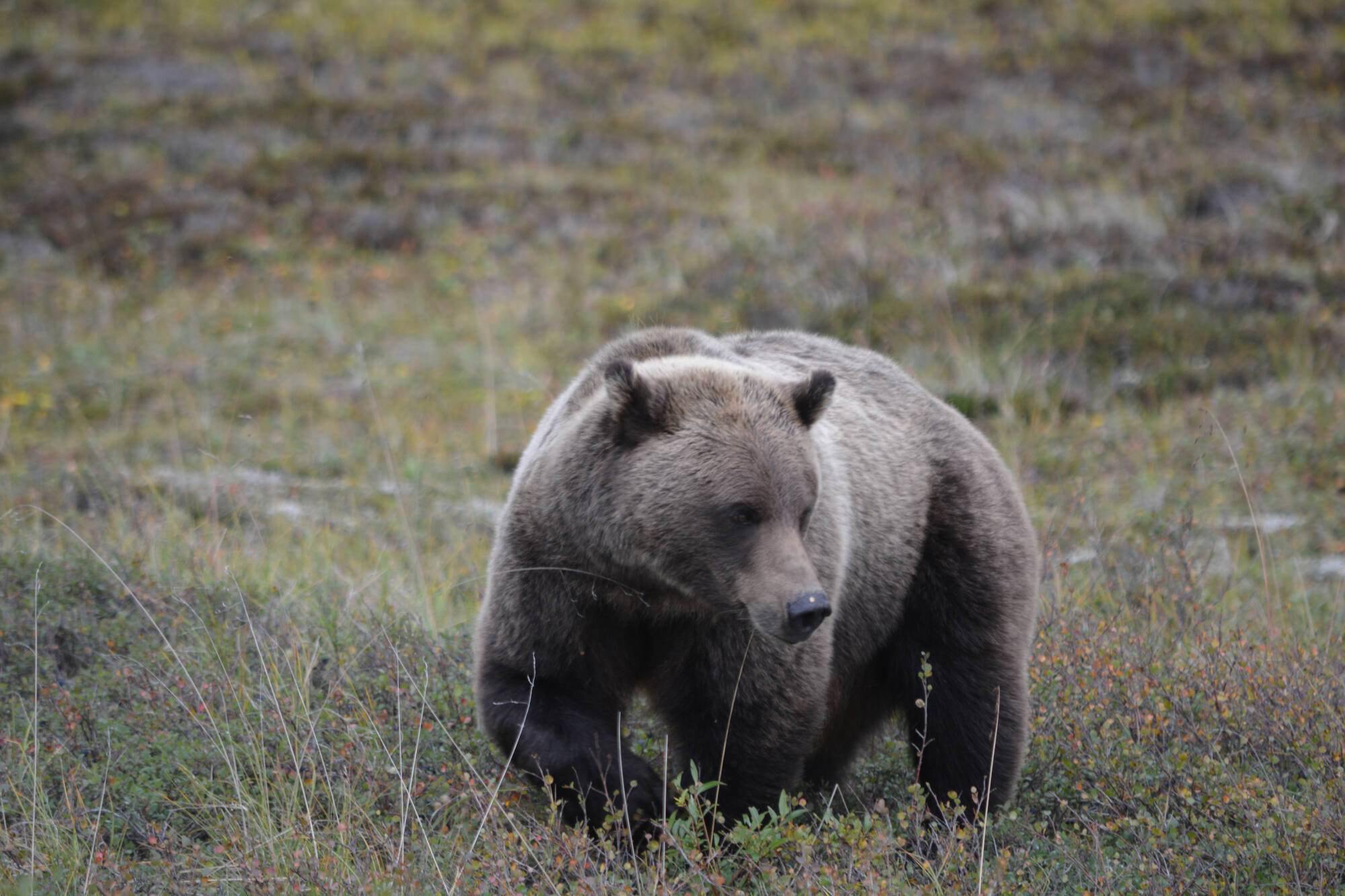 lake clark bear viewing bear walking around