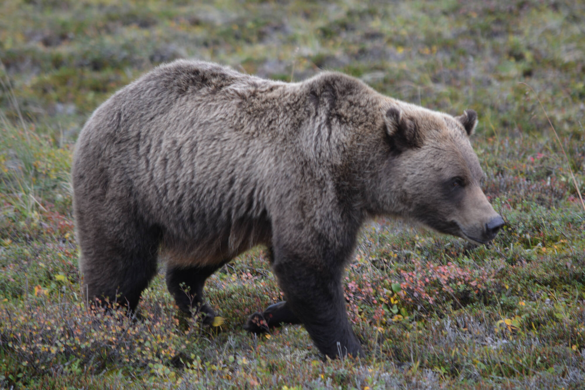 lake clark bear viewing bear walking