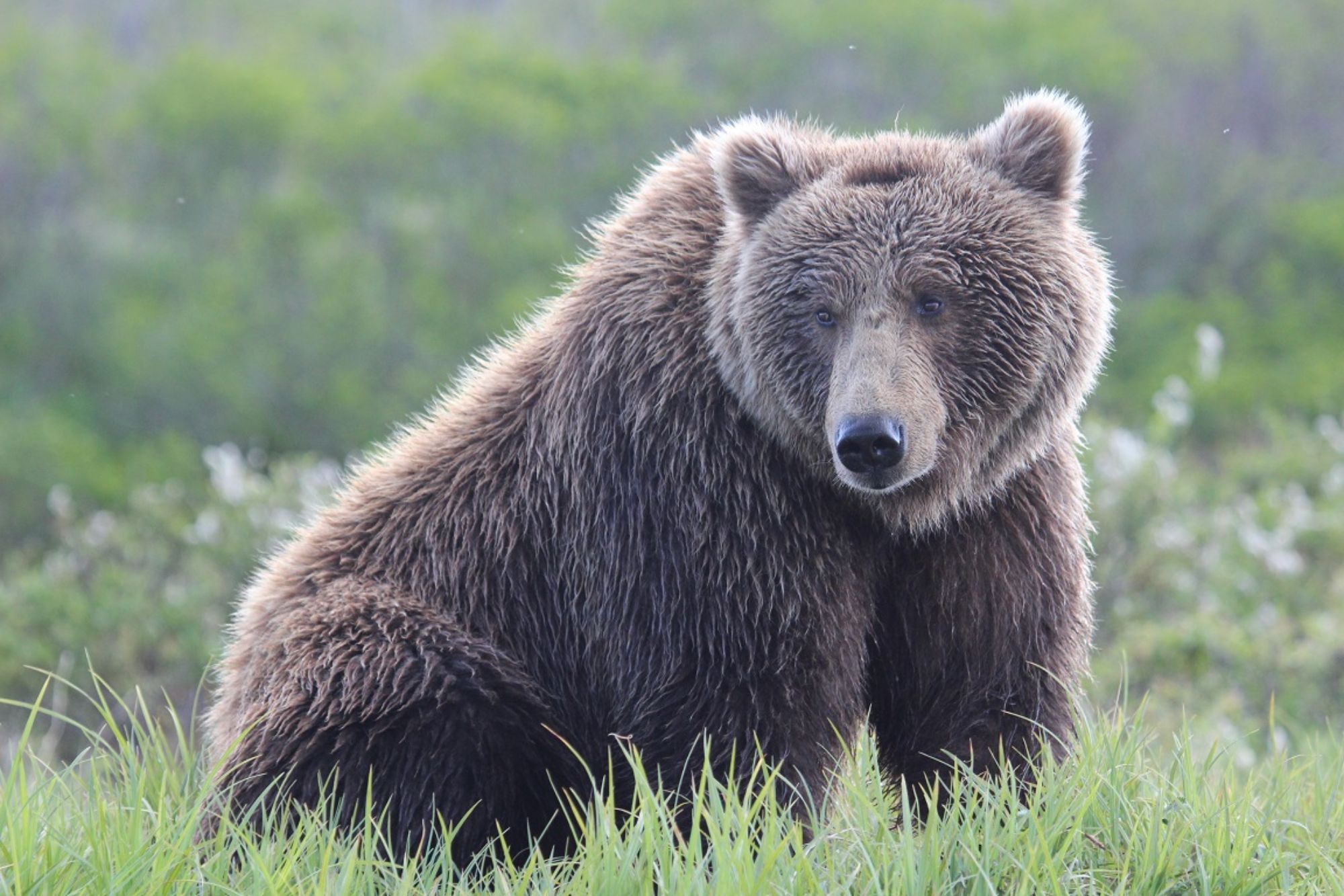 large bear seen during redoubt bay bear viewing