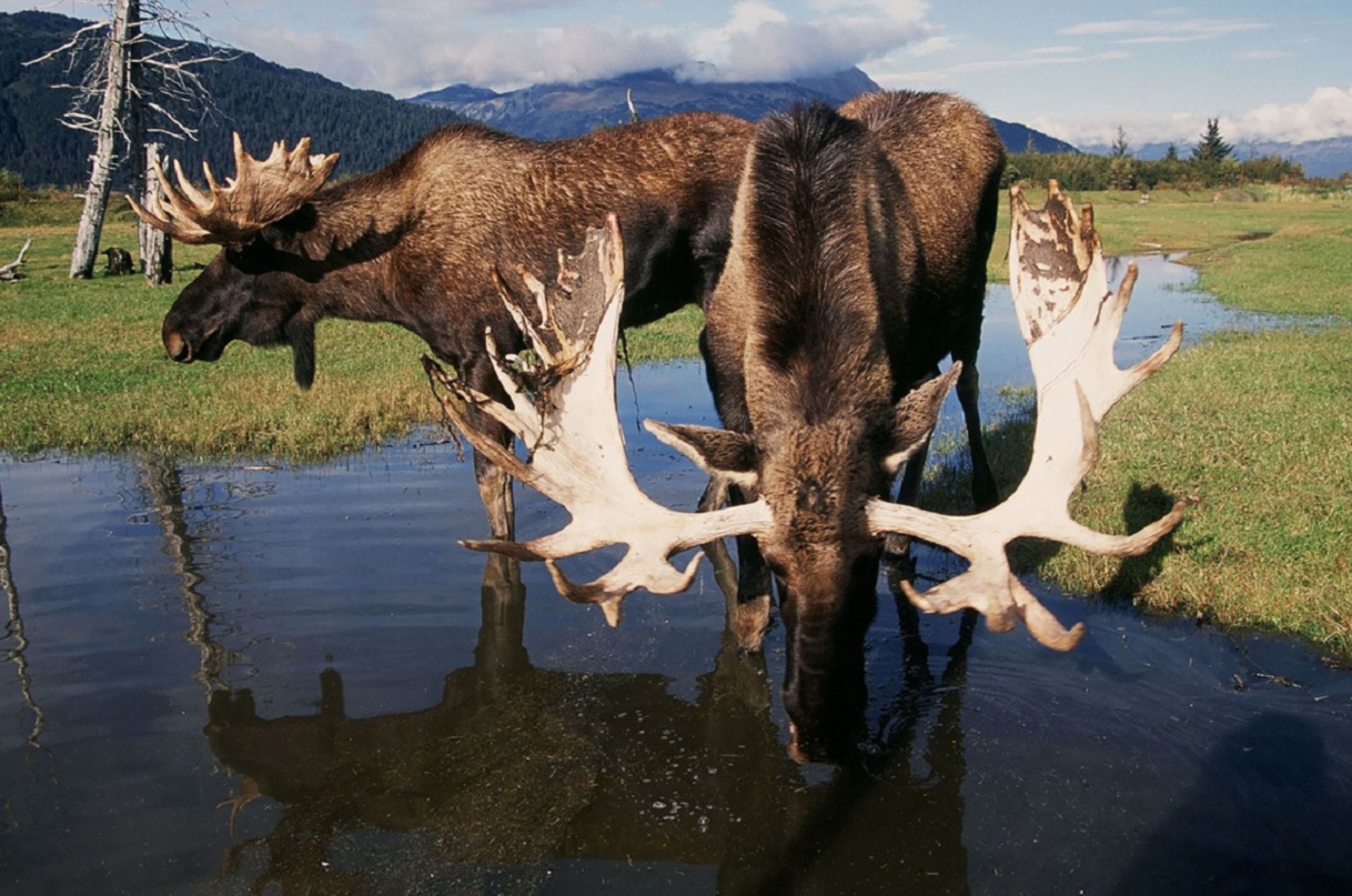 Moose drinking water on alaska tour