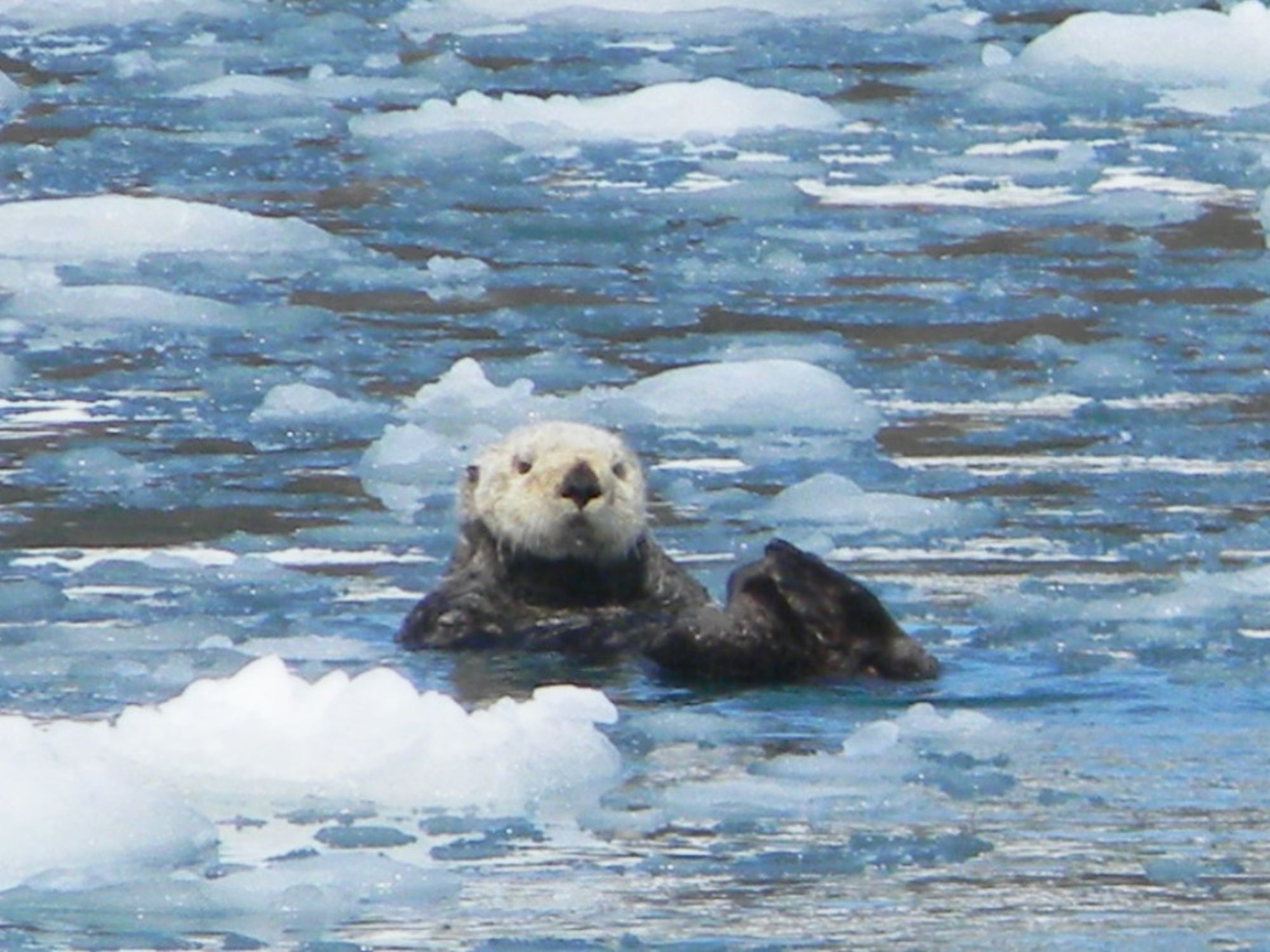 Otter during winter tour and wildlife cruise