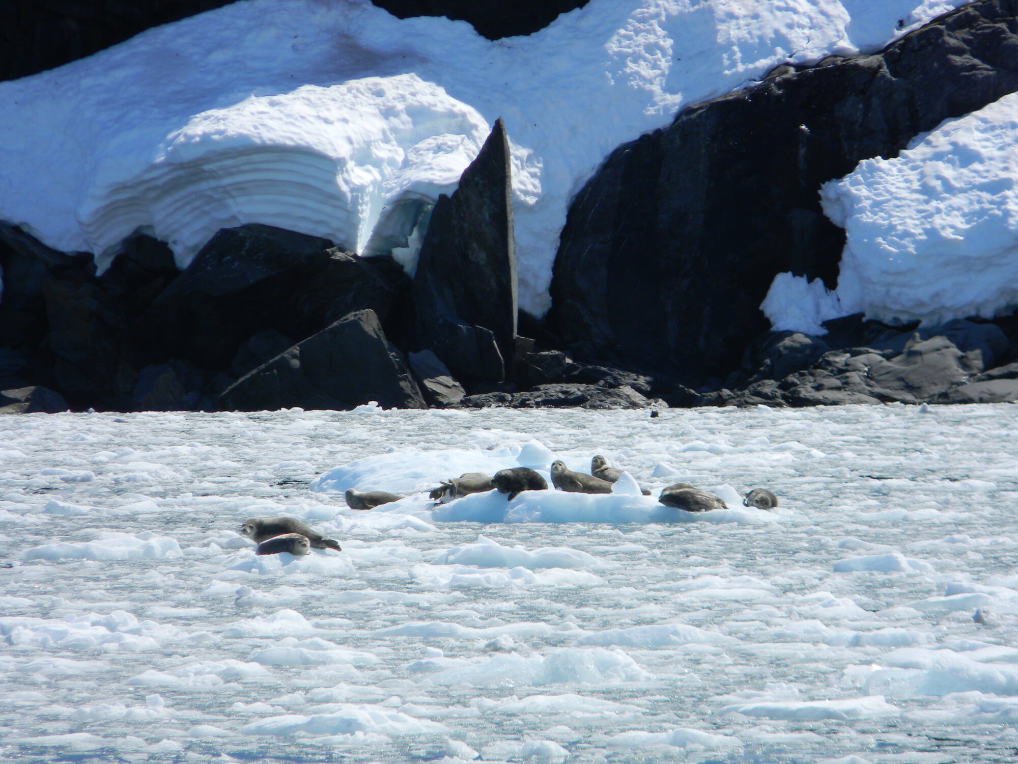 prince william sound cruise seals lounging