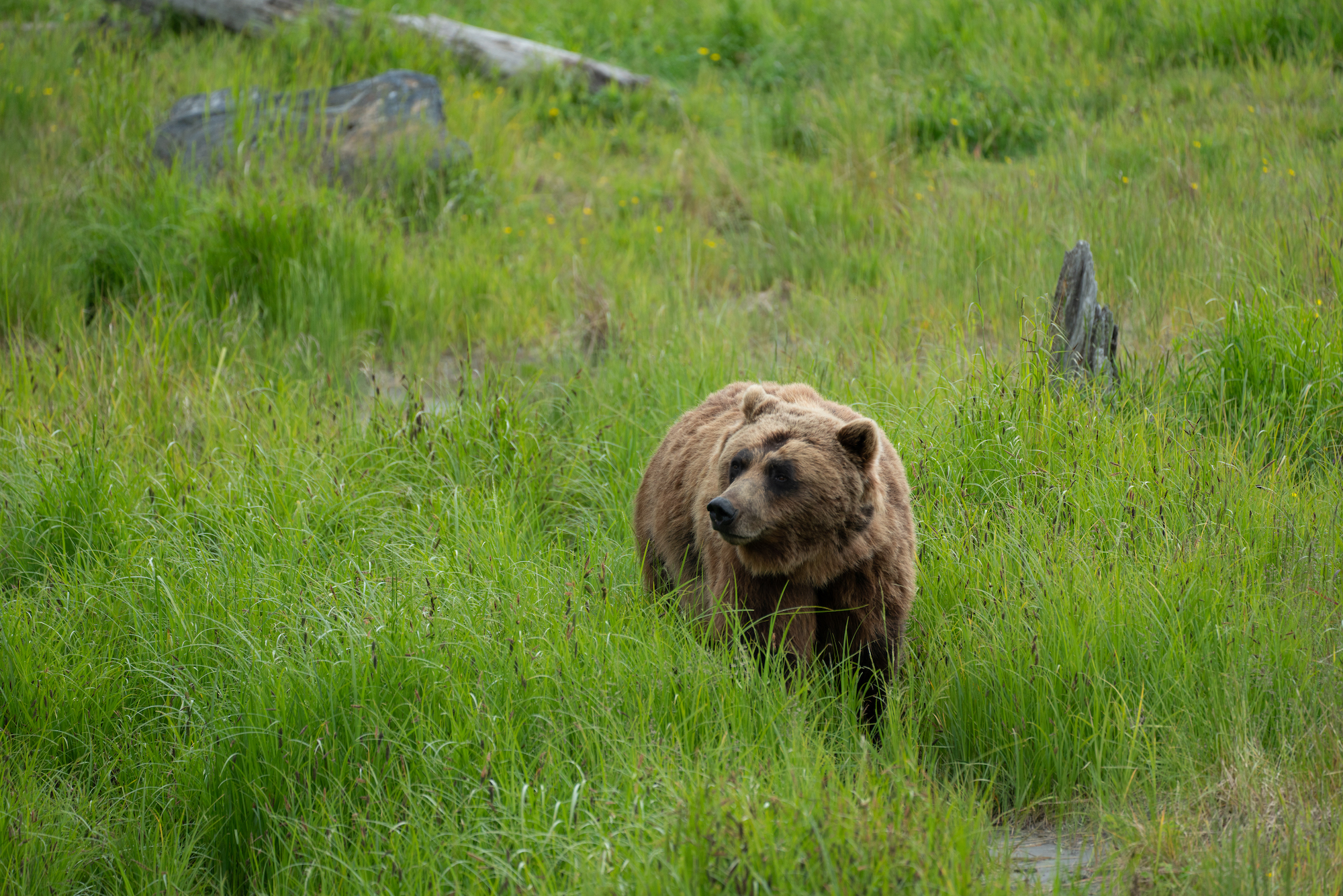 Bear viewing in Alaska