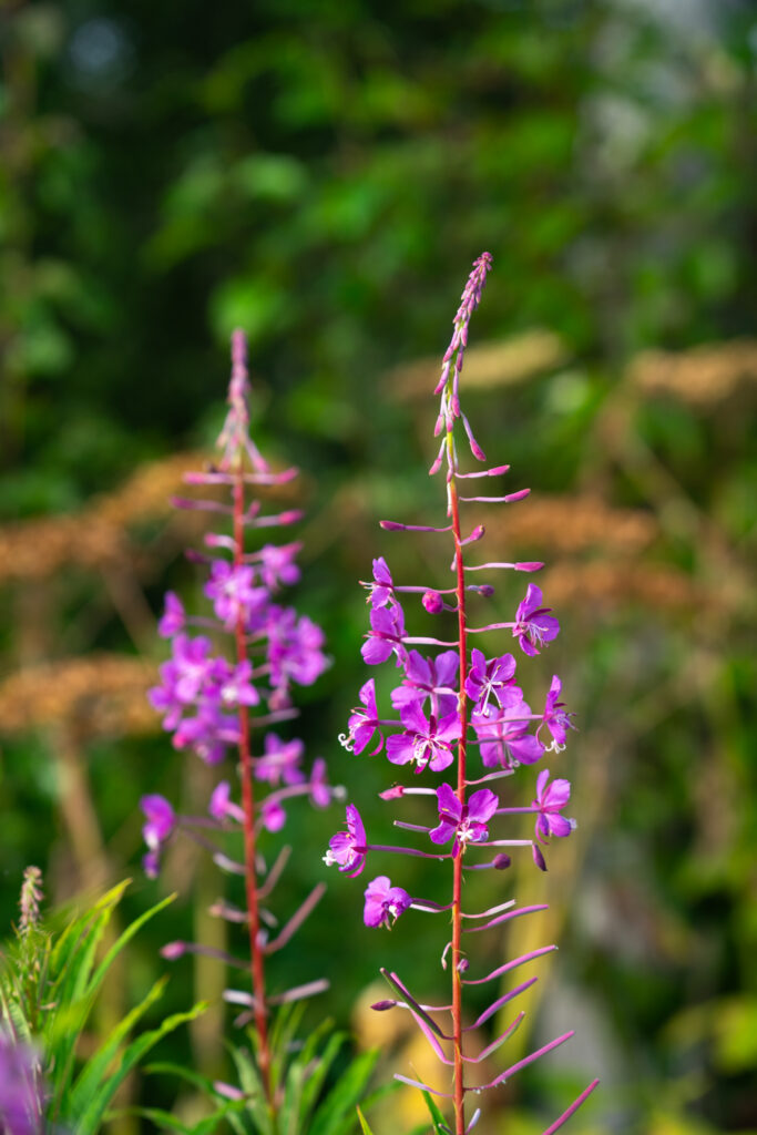 Fireweed in summer