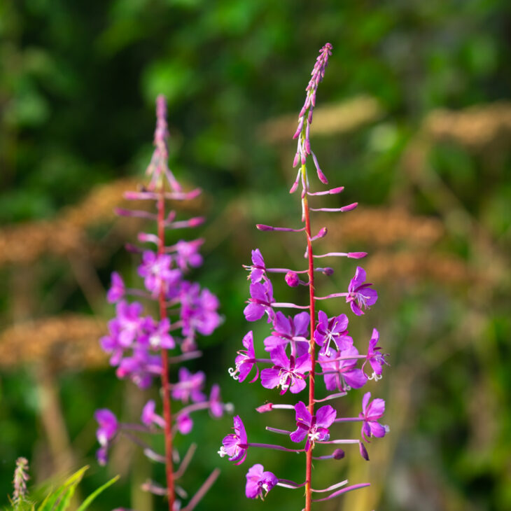 Fireweed in summer Fireweed in summer