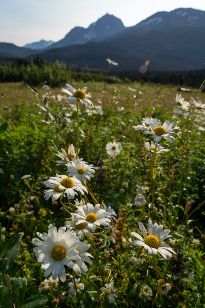 Wildflowers