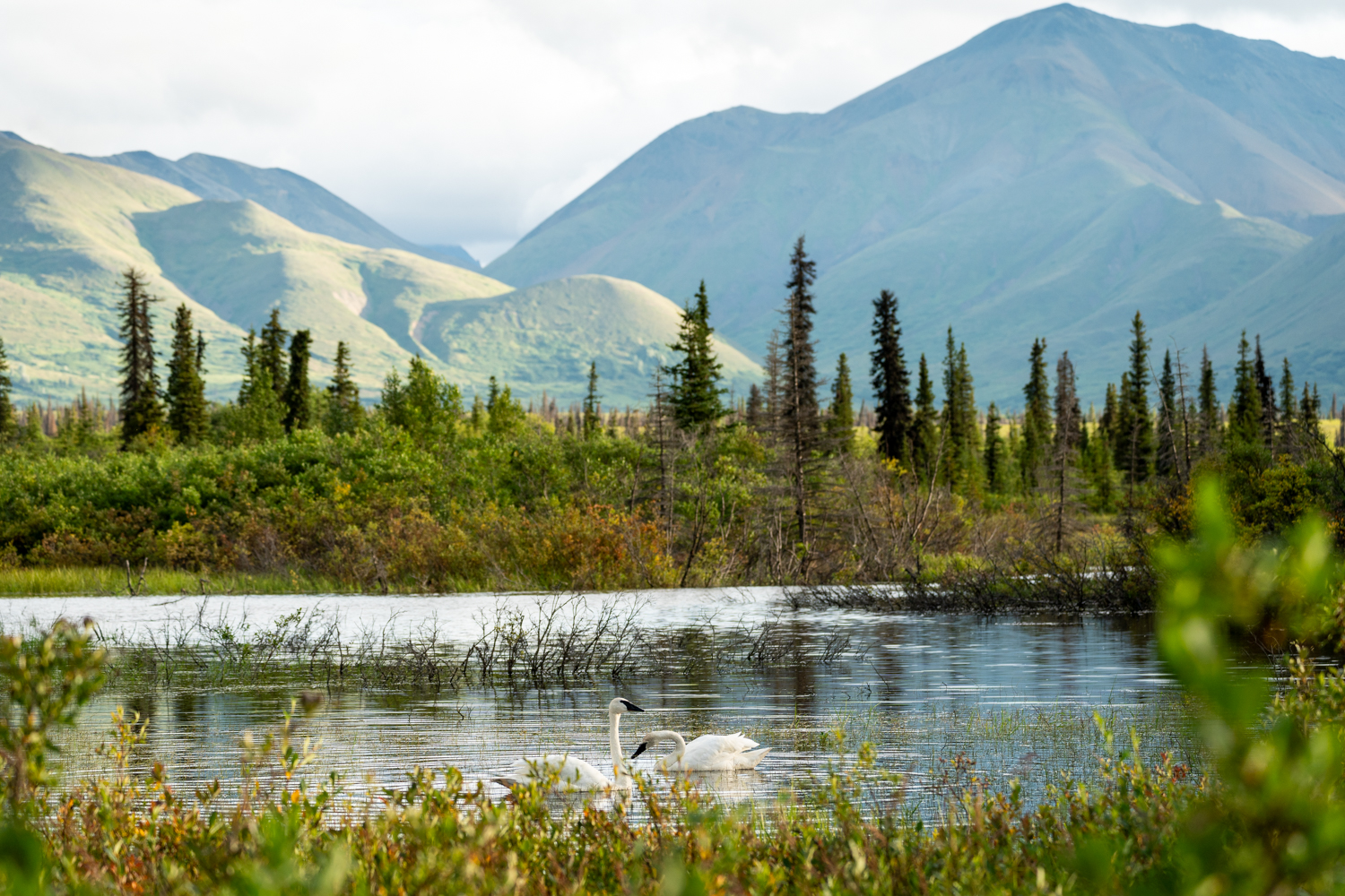 Alaska scenery and swans