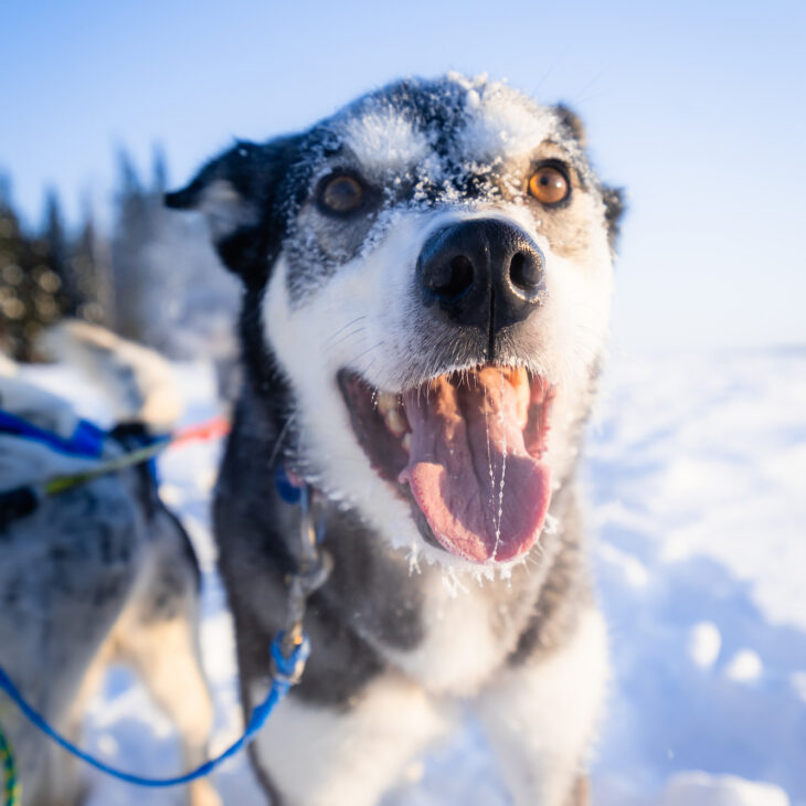 Fairbanks Alaskan Husky dog sledding Fairbanks Alaskan Husky dog sledding