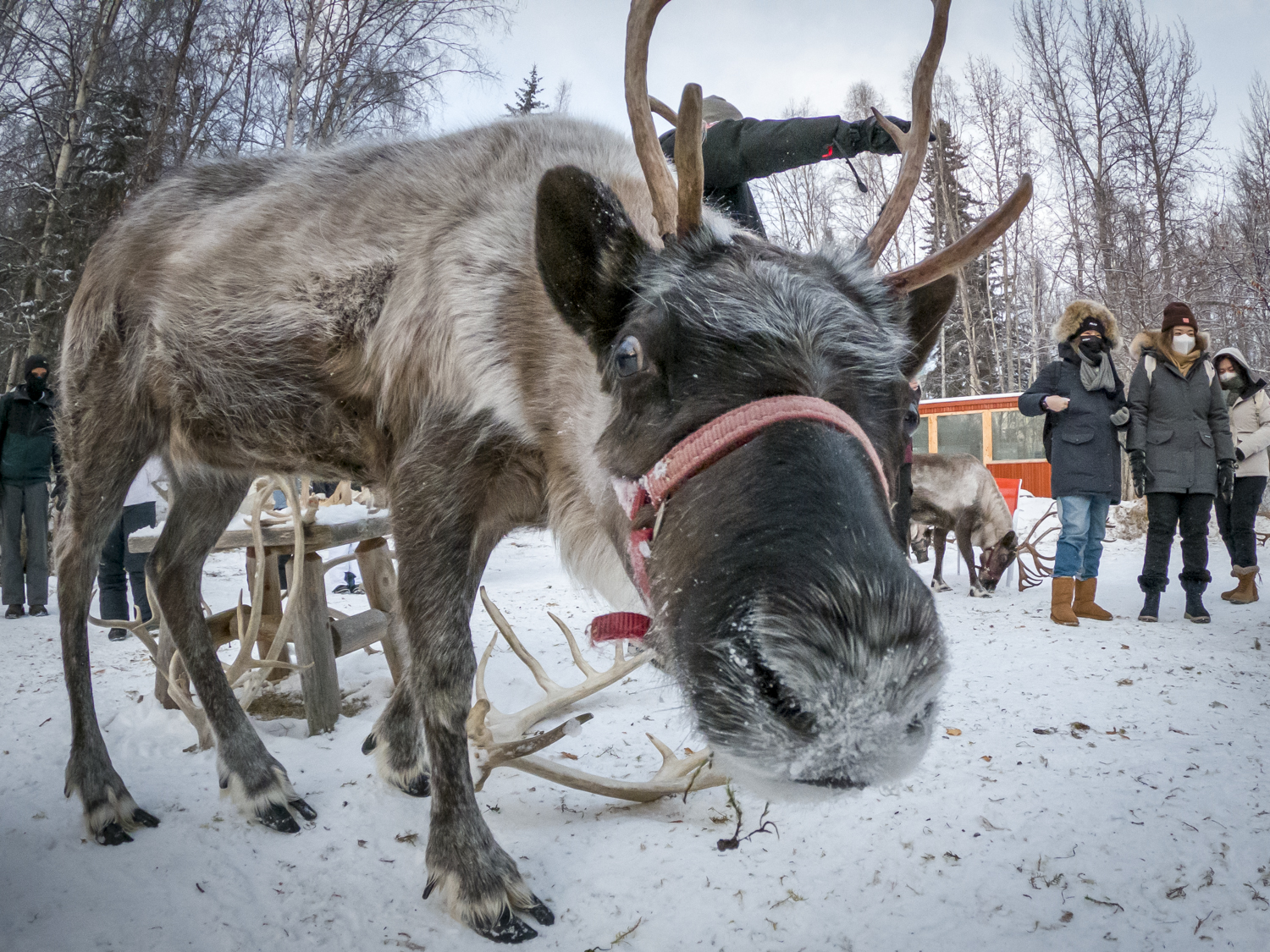 visit to the reindeer farm in Fairbanks