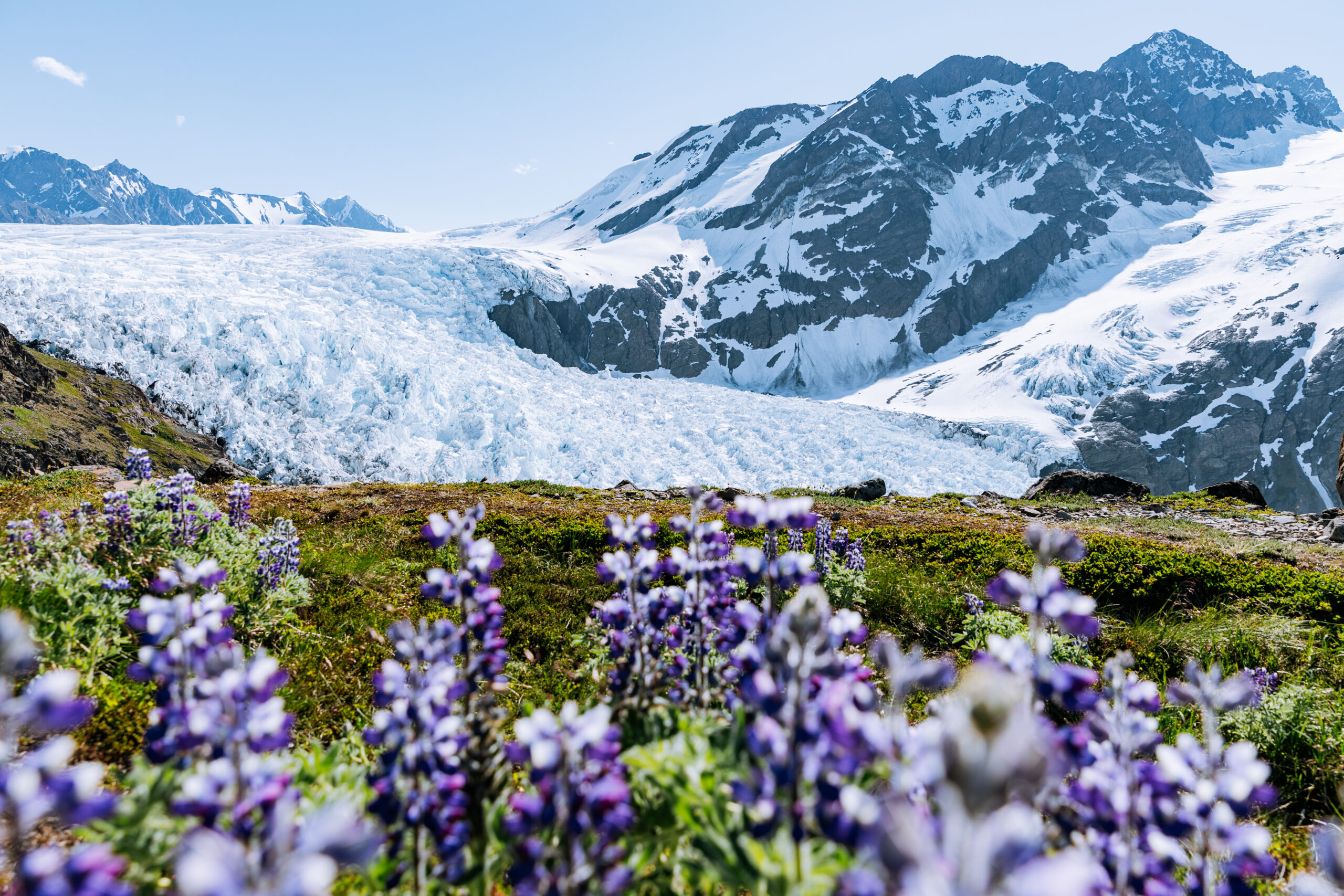 summer alaska helicopter tour with wildflowers