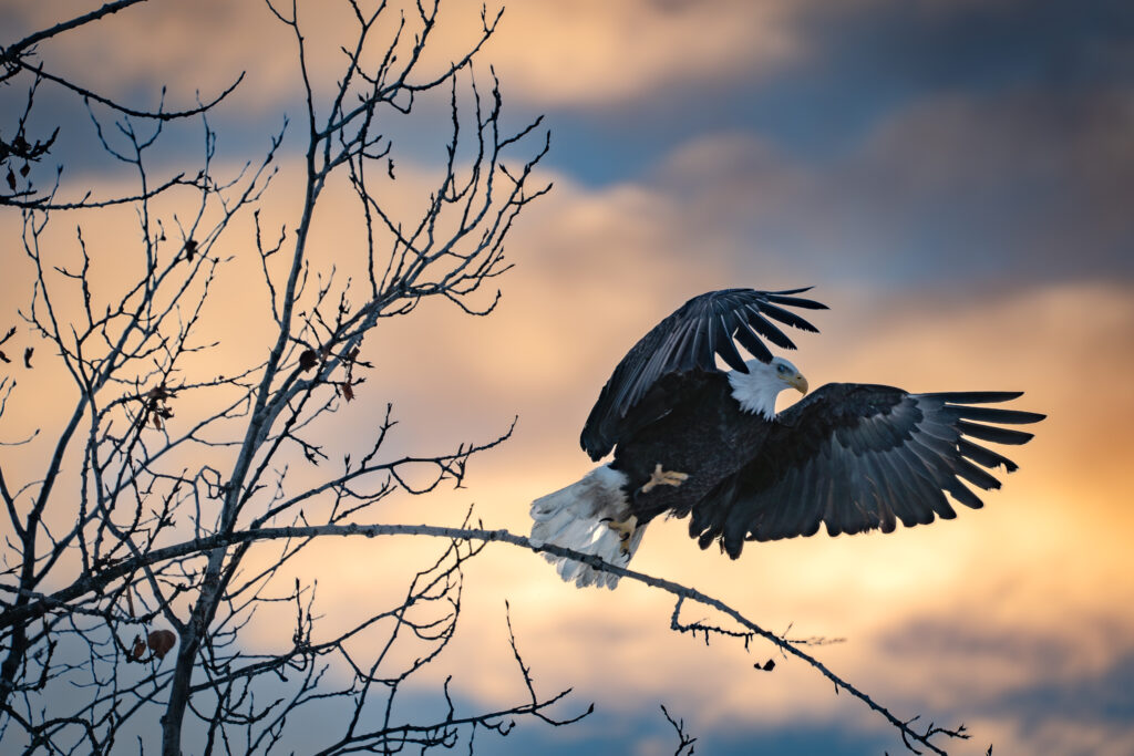 bald eagle flying during sunset in anchorage alaska