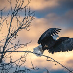 bald eagle flying during sunset in anchorage alaska