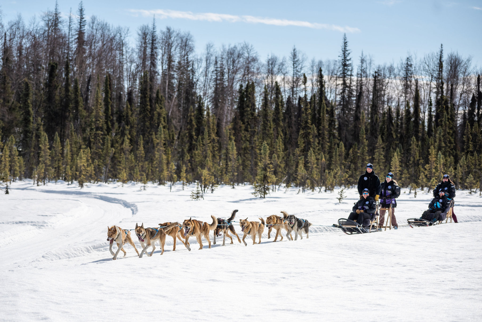 Alaskan Husky Adventures dog sledding alaska Alaskan Husky Adventures dog sledding alaska