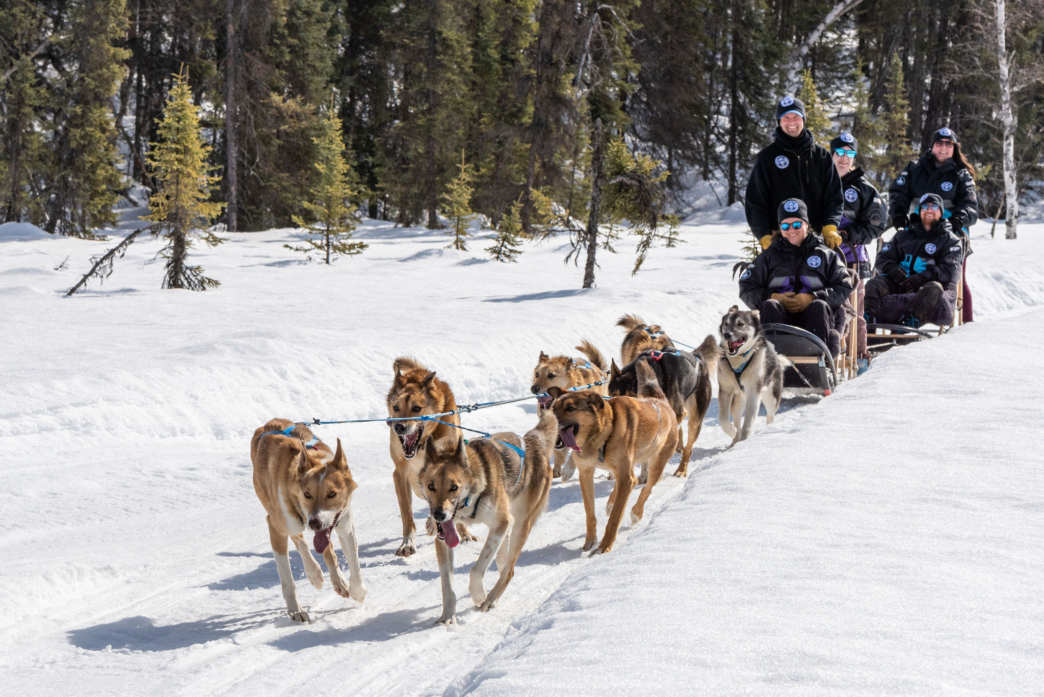 Alaskan Husky Adventures dog sledding alaska