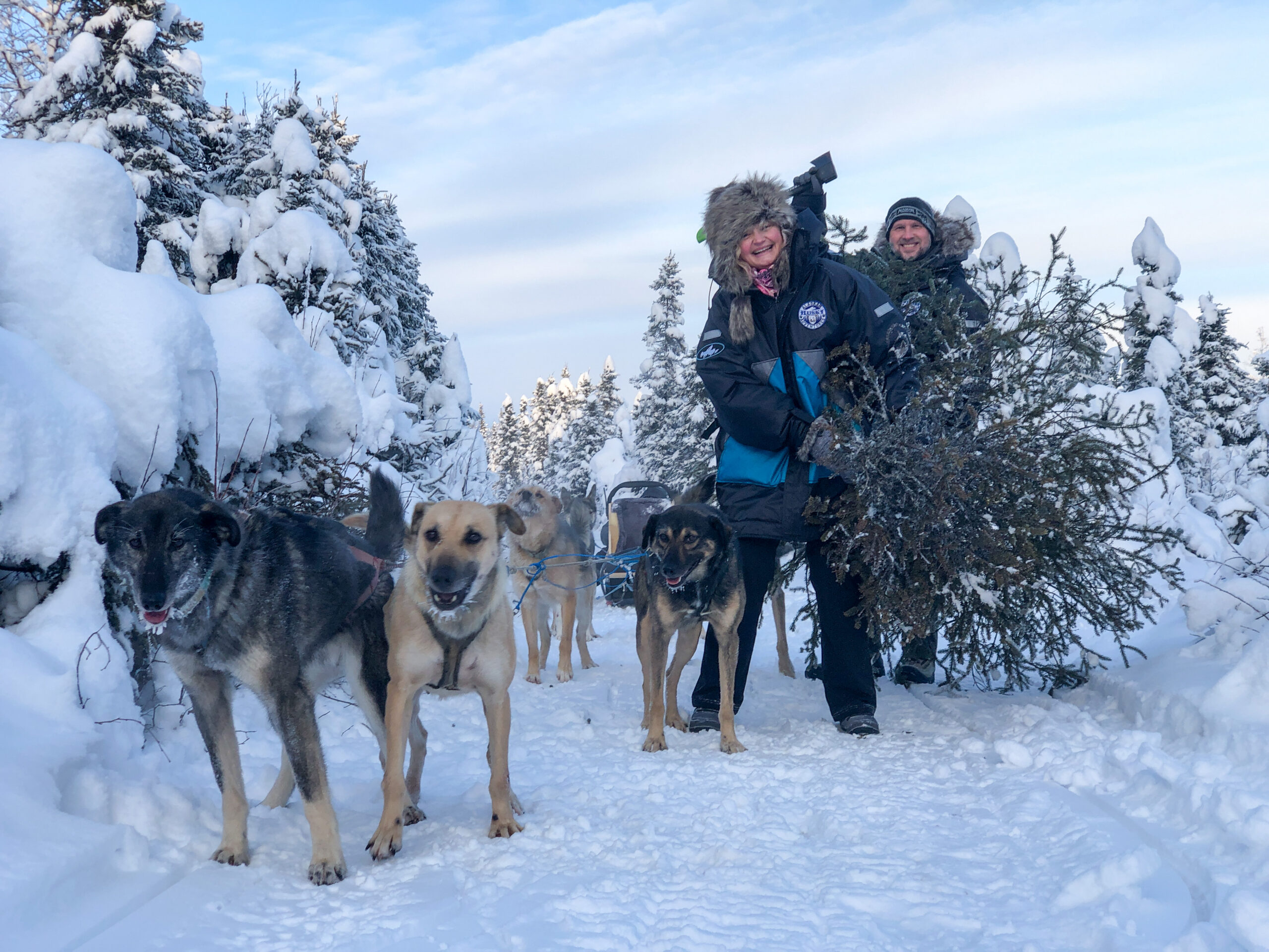 Alaskan Husky Adventures dog sledding alaska Alaskan Husky Adventures dog sledding alaska