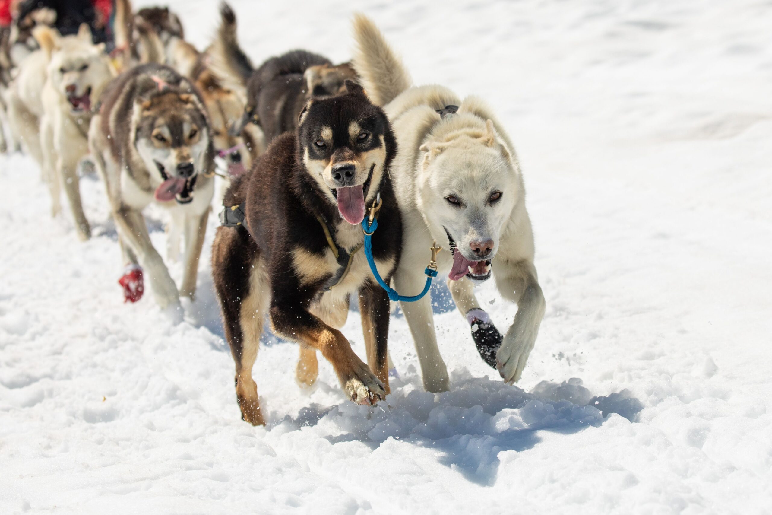 Alpine_Air_Dog_Sledding_Seaveys_Lead_Dogs_PC_Ralph_Kristopher anchorage Glacier Dog Sledding alaska