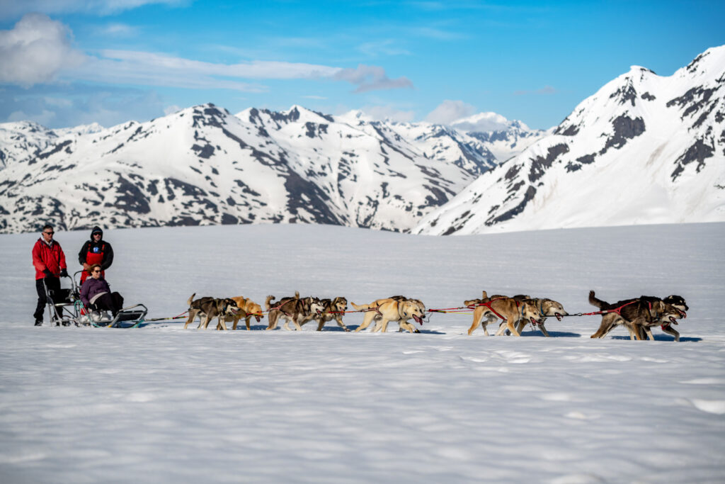 glacier dog sledding