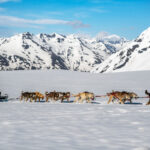 glacier dog sledding