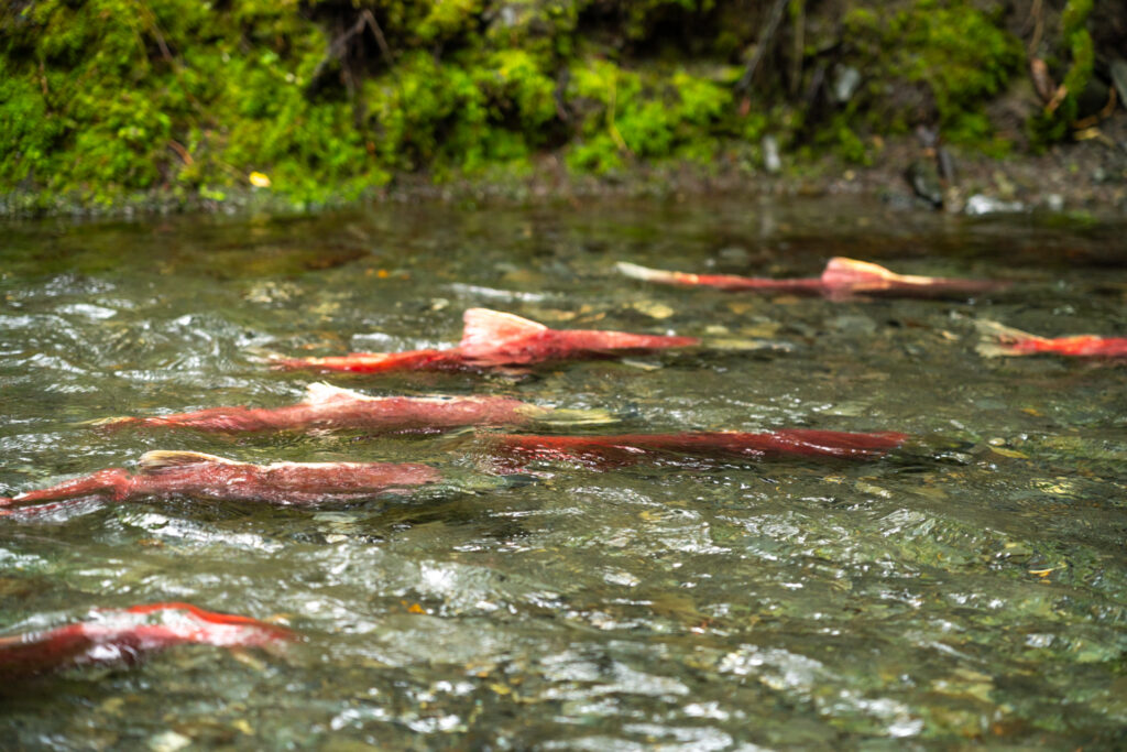 Alaska salmon